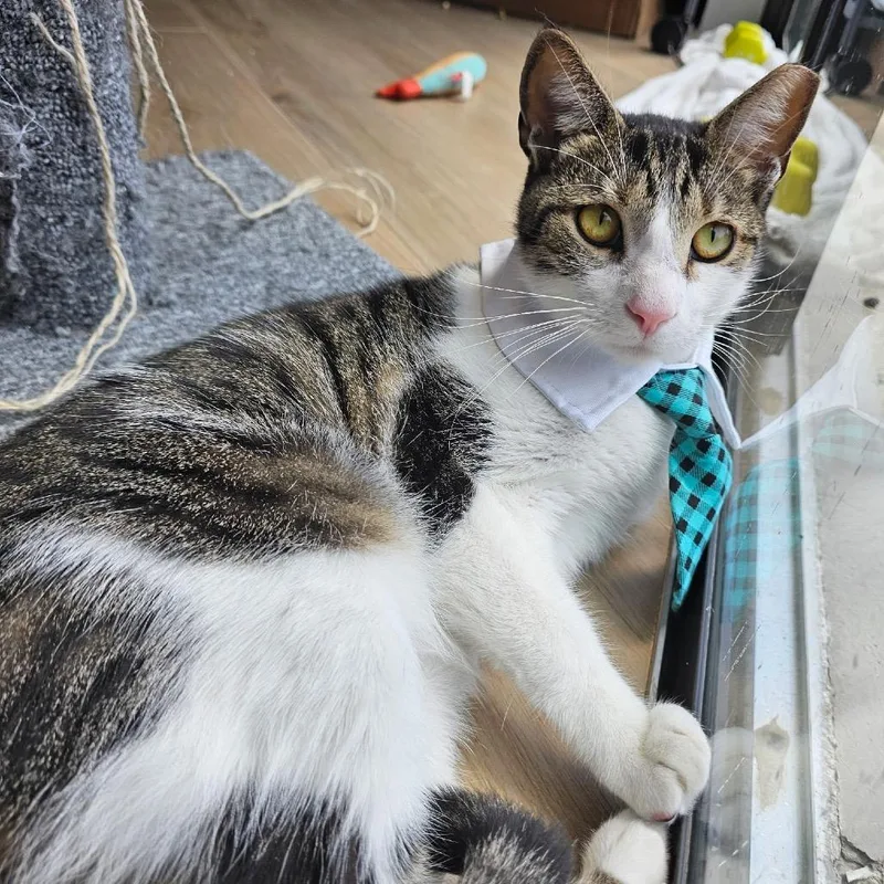 An adult large-sized male White Domestic Short Hair cat named Hamesh for adoption in Boston, MA