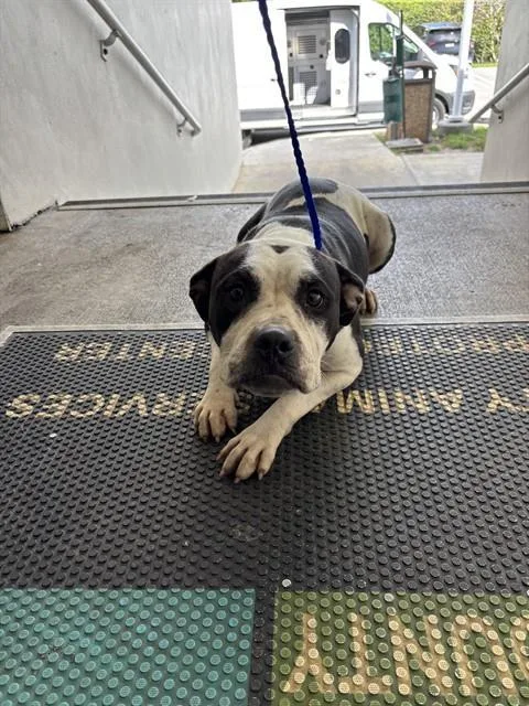 An adult medium-sized female Pit Bull Terrier dog named Mama for adoption in Miami, FL