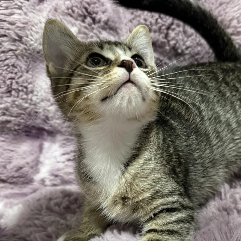 Pebbles thumbnail 2