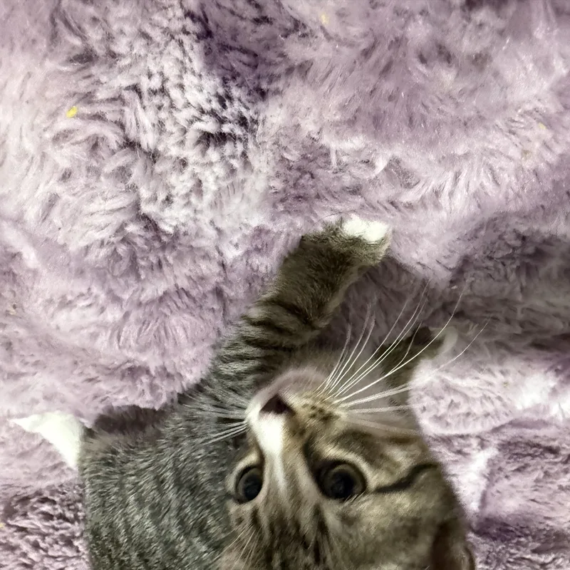 Pebbles thumbnail 3