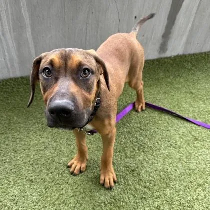 A young medium-sized male Labrador Retriever dog named Shrimp for adoption in Merriam, KS