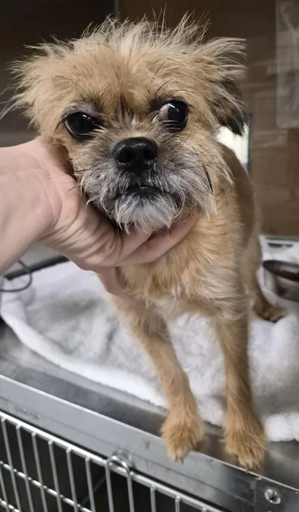 An adult small-sized female Terrier dog named Pen for adoption in Lawrenceville, GA