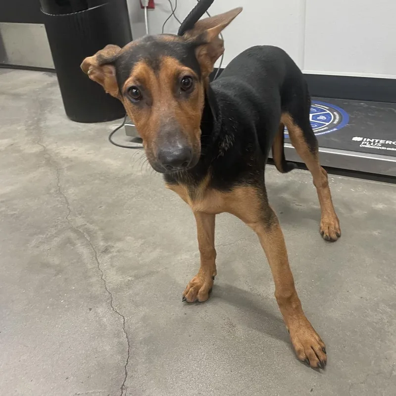 A baby medium-sized male Black Doberman Pinscher dog named Scooby for adoption in Tampa, FL
