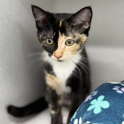 A baby small-sized female Black Domestic Short Hair cat named Poppy for adoption in Atlanta, GA