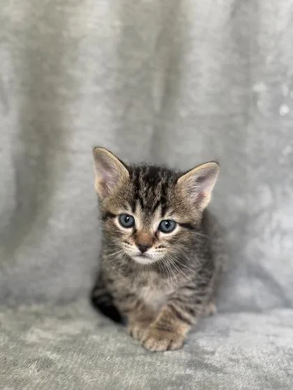 A baby small-sized male Domestic Short Hair cat named Rocky for adoption in Blountville, TN
