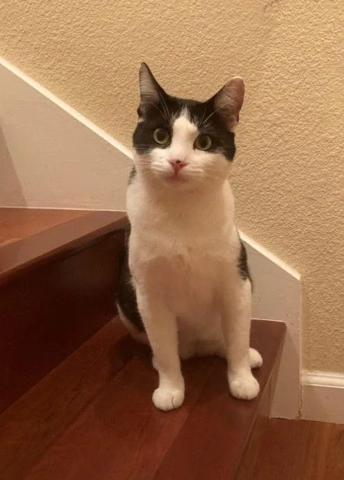 A young medium-sized female Black & White / Tuxedo Domestic Short Hair cat named Bella And Isa for adoption in Walnut Creek, CA