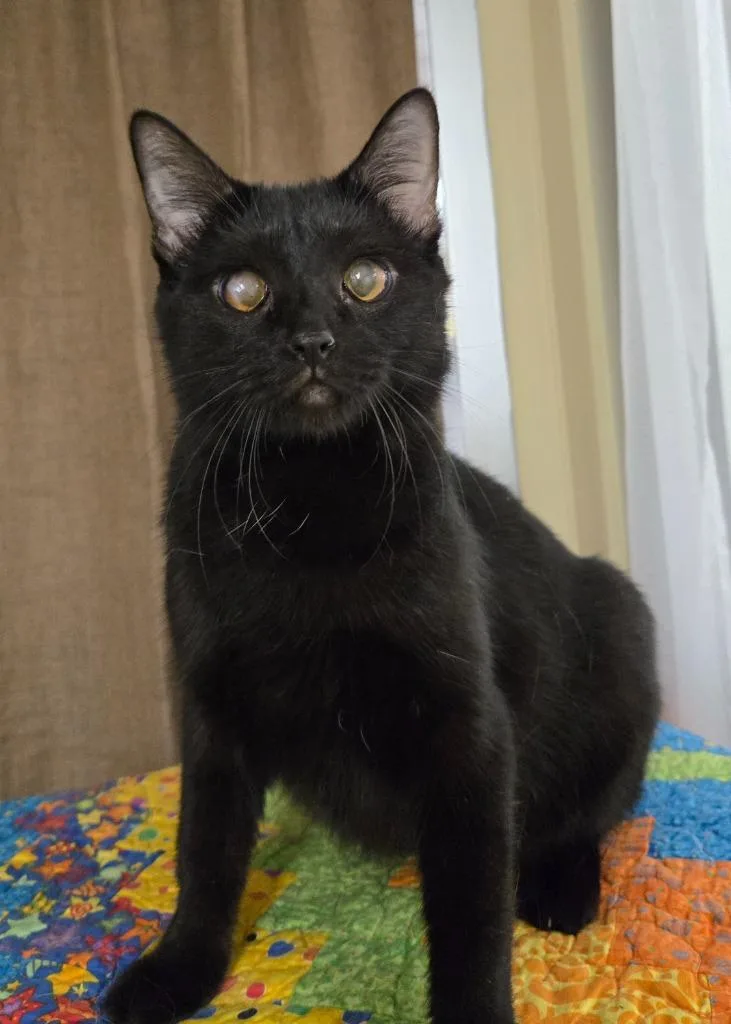A young small-sized female Domestic Short Hair cat named Netri for adoption in Ballwin, MO