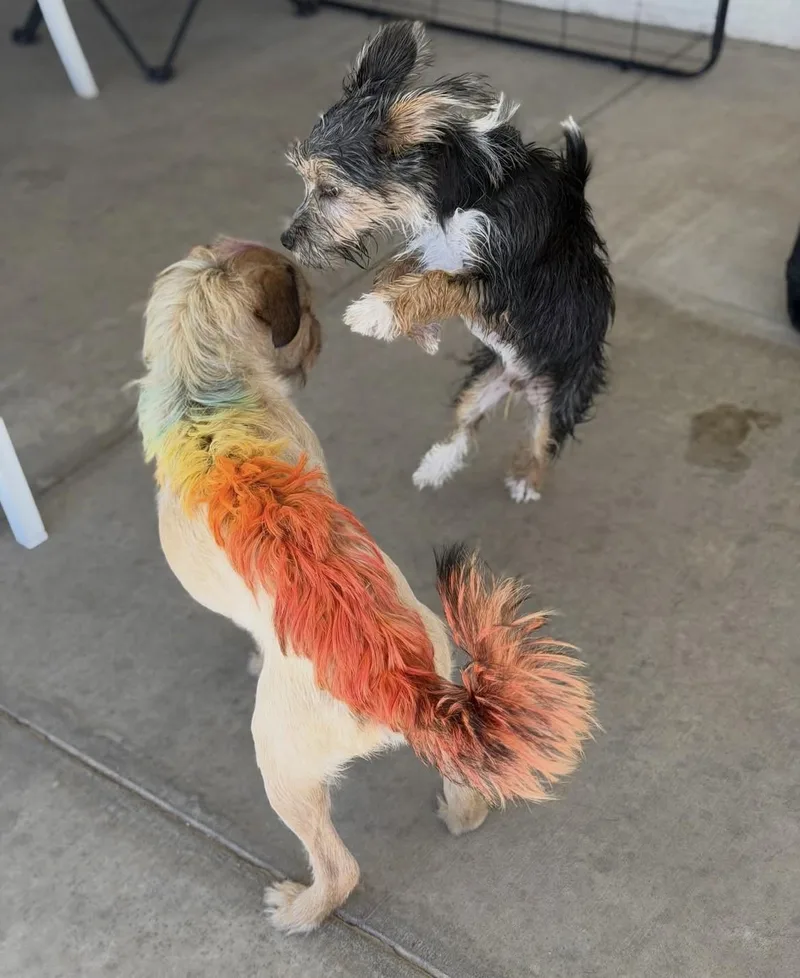 A baby small-sized male Tricolor (Brown, Black, & White) Mixed Breed dog named Fester for adoption in Las Vegas, NV