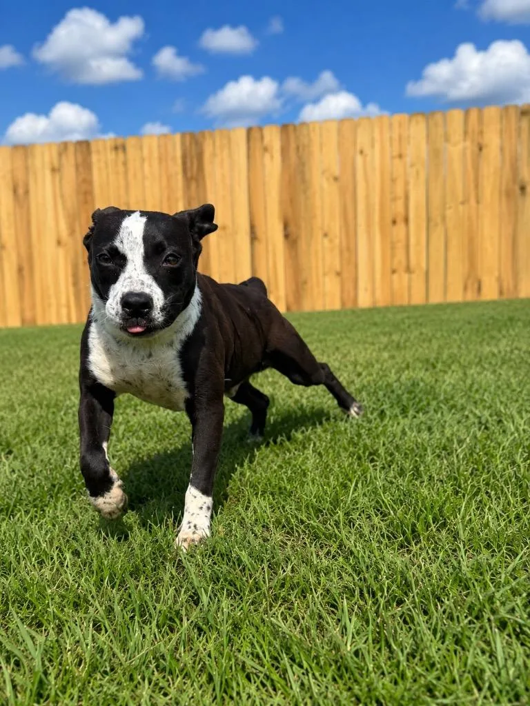 A baby medium-sized male Mixed Breed dog named Drake for adoption in Centralia, IL