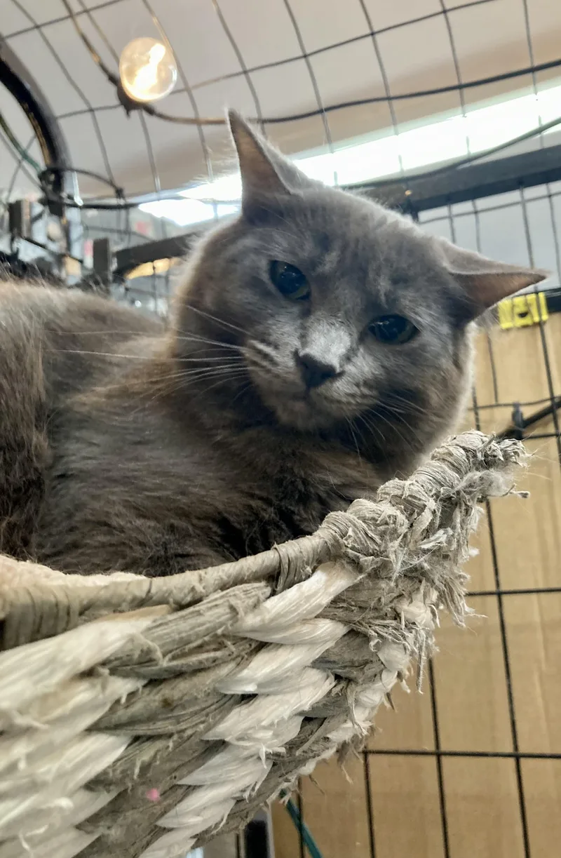 A young large-sized male Domestic Medium Hair cat named Dudley for adoption in Wasilla, AK