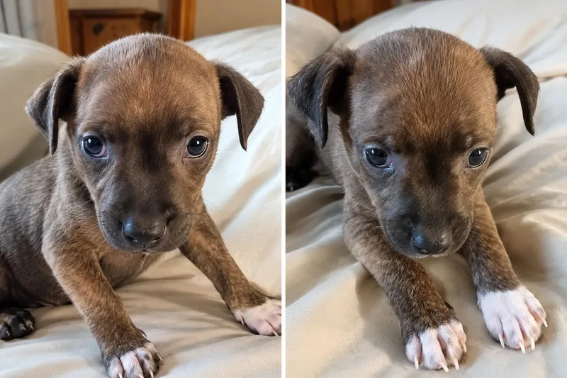 A baby small-sized male Chihuahua dog named Gus for adoption in Baker, LA