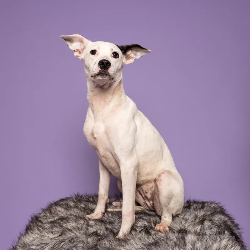 A young medium-sized female White / Cream Plott Hound dog named Mocha for adoption in Chantilly, VA