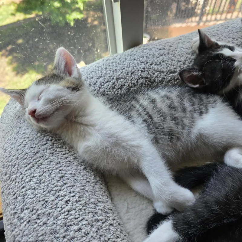 A baby small-sized male White Domestic Short Hair cat named Slinky for adoption in Buffalo, MN