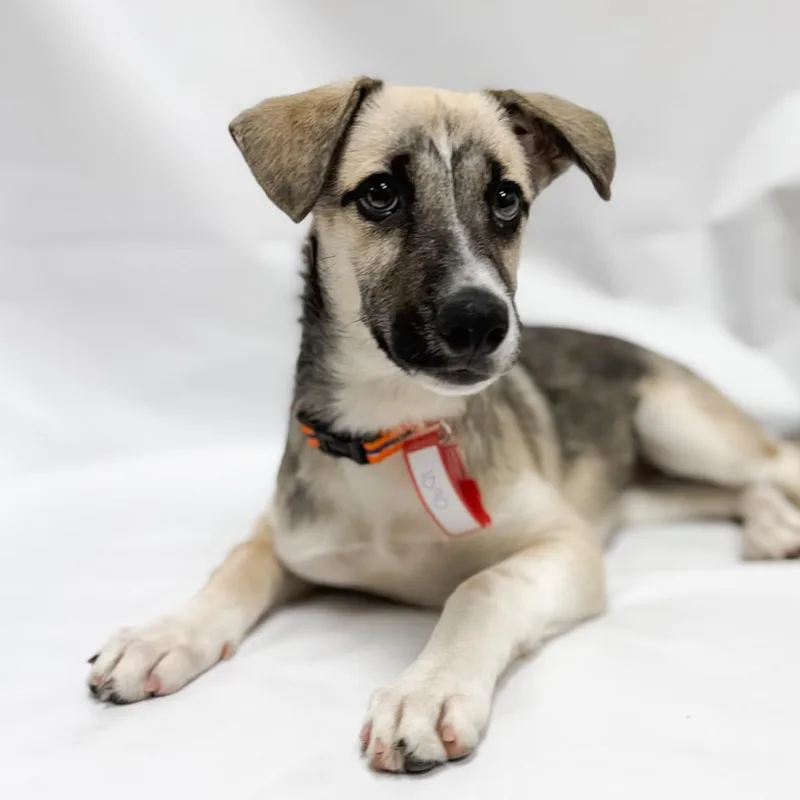 A baby small-sized female Shepherd dog named Rain for adoption in Parker, CO