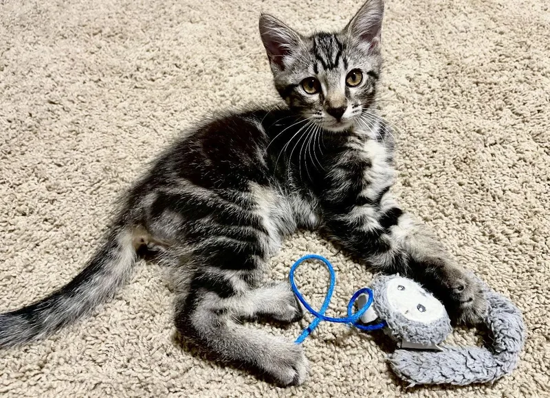 Tanzanite thumbnail 2