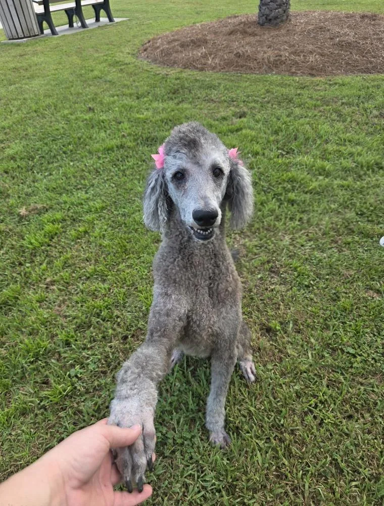 An adult large-sized female Standard Poodle dog named Saige for adoption in Bonifay, FL