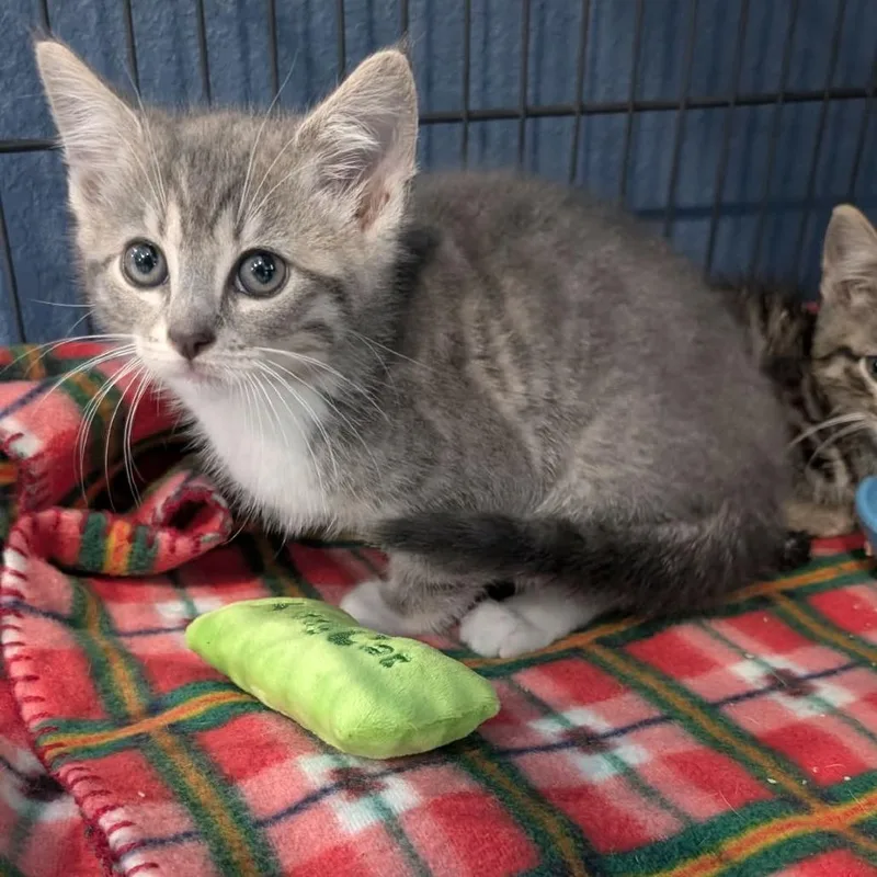 A baby small-sized male Brown / Chocolate Domestic Short Hair cat named WallE for adoption in CHANUTE, KS