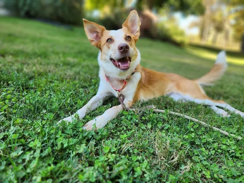 A young medium-sized female Red / Chestnut / Orange Australian Shepherd dog named Binx for adoption in Waterloo, IN