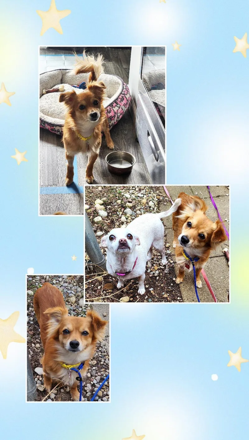 Charlie thumbnail 3
