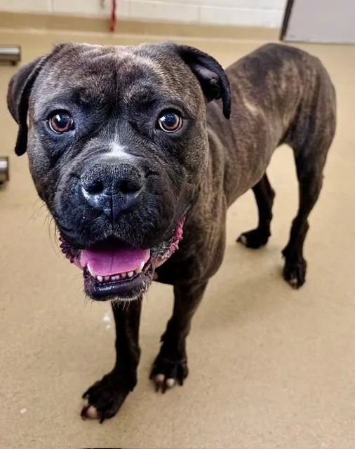 A young large-sized male American Bulldog dog named Leo for adoption in Derwood, MD