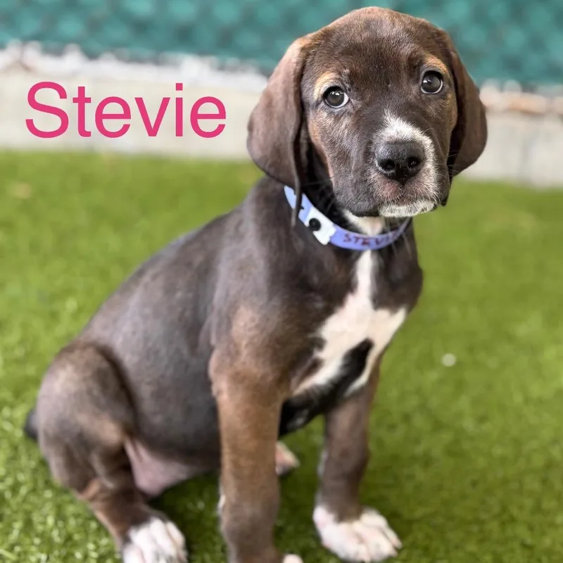 A baby large-sized female Brown / Chocolate Labrador Retriever dog named Stevie for adoption in Wellington, FL