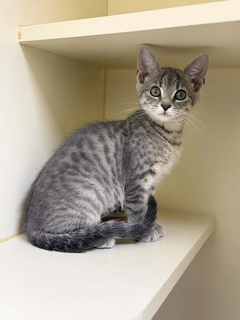 A baby medium-sized female Tabby (Gray / Blue / Silver) Domestic Short Hair cat named Birdie for adoption in Pawleys Island, SC