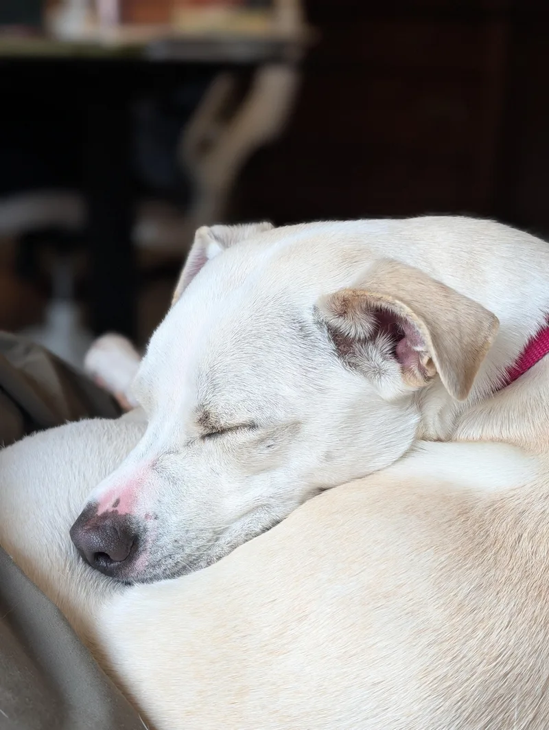 A young medium-sized female White / Cream Whippet dog named Willow for adoption in lynnwood , WA