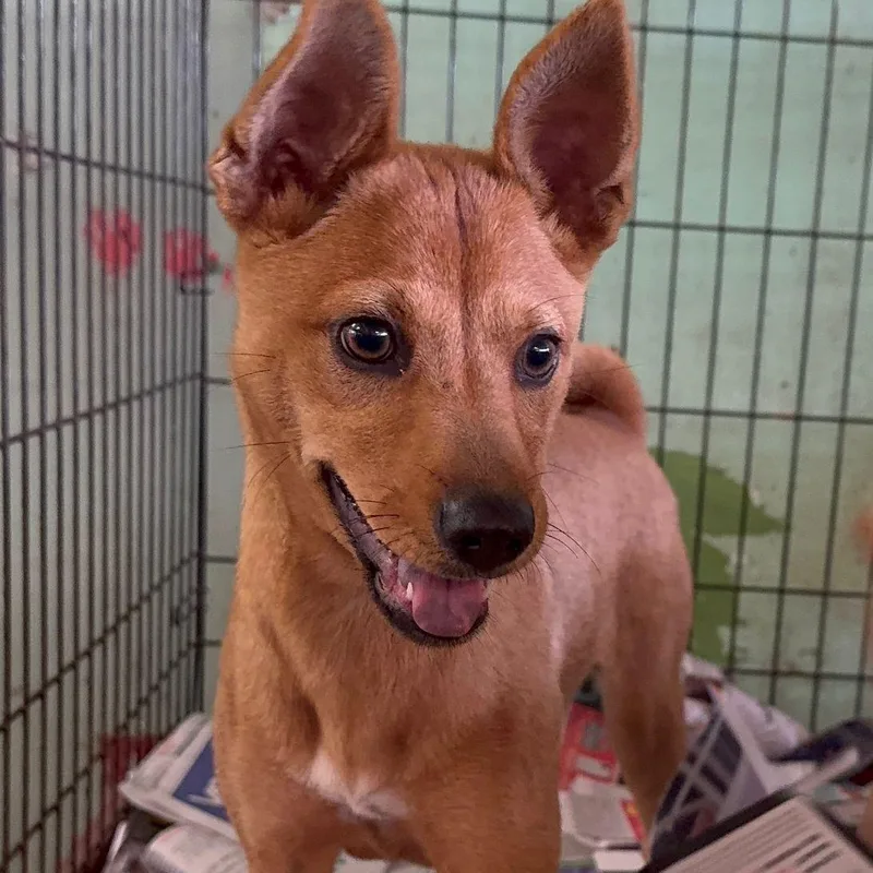 A young medium-sized female Mixed Breed dog named Canela for adoption in San Juan, PR