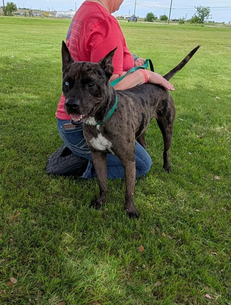 An adult medium-sized male Catahoula Leopard Dog dog named Gunner for adoption in Arlington, TX