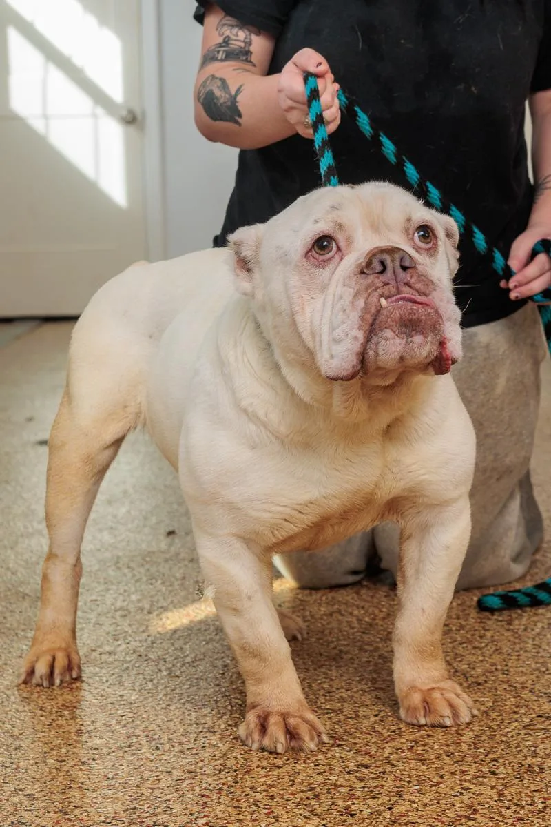 A young medium-sized male English Bulldog dog named Kingston for adoption in Chester Springs, PA