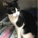 An adult extra large-sized male Black Domestic Short Hair cat named Fenway Aka Riot for adoption in Newport, NC