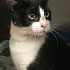 Fenway Aka Riot thumbnail 2