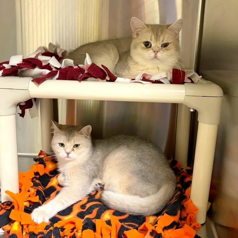 A young medium-sized male Gray / Blue / Silver British Shorthair cat named Piki for adoption in Woodinville, WA
