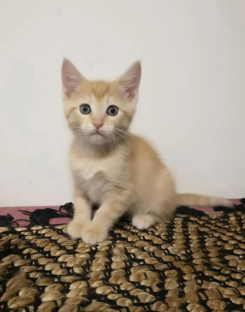 A baby medium-sized male Tabby (Orange / Red) Domestic Short Hair cat named Pumpkin for adoption in Warr Acres, OK