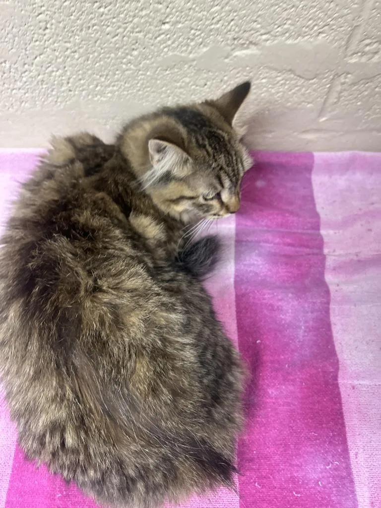 A baby small-sized female Domestic Medium Hair cat named China for adoption in Rocky Mount, NC