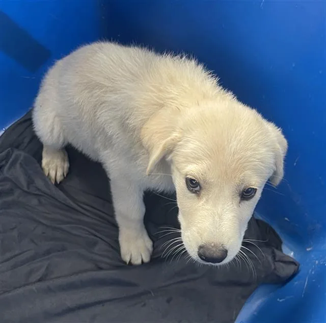 A baby large-sized female Mixed Breed dog named Snow for adoption in Dallas, TX
