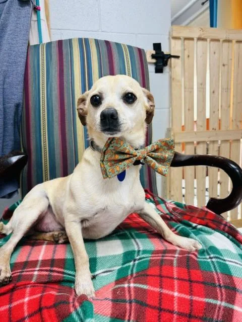 An adult small-sized male White / Cream Chihuahua dog named Kurt for adoption in Huntsville, AL