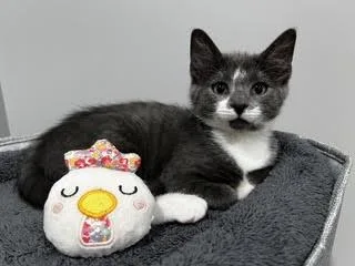 A baby medium-sized female Gray & White Domestic Short Hair cat named GalawayA Little Ball of for adoption in Laurel, MD