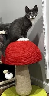 GalawayA Little Ball of thumbnail 4