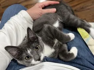 GalawayA Little Ball of thumbnail 5