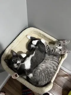 GalawayA Little Ball of thumbnail 6
