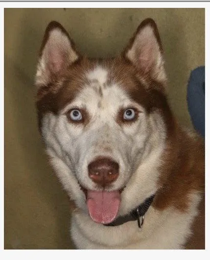 A young large-sized female Husky dog named Harriet for adoption in Fort Pierce, FL