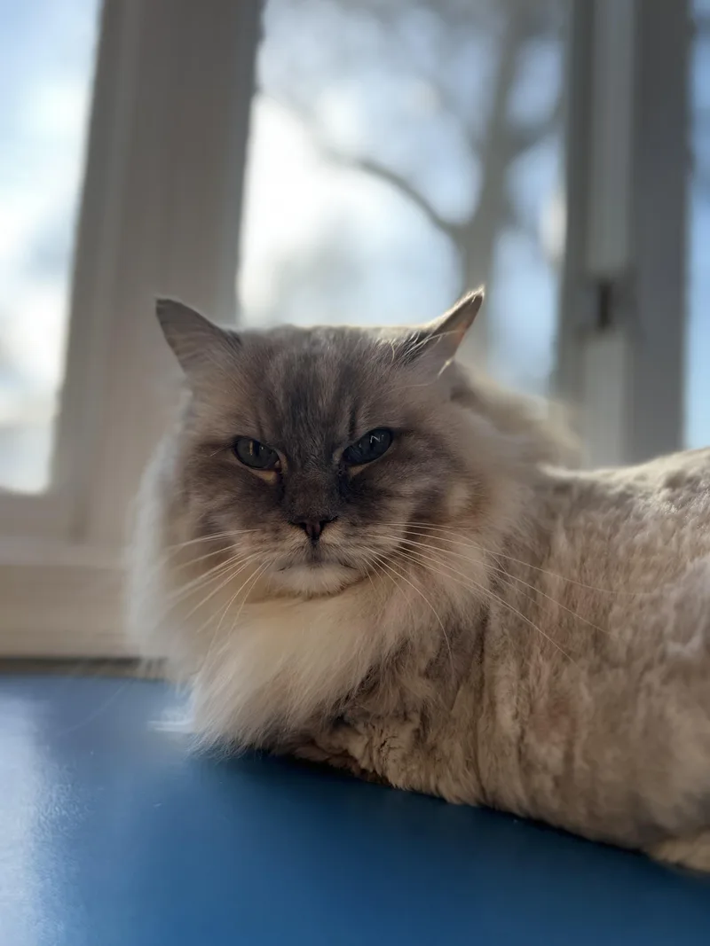 An adult medium-sized male Lilac Point Siberian cat named Leonardo for adoption in Gaithersburg, MD