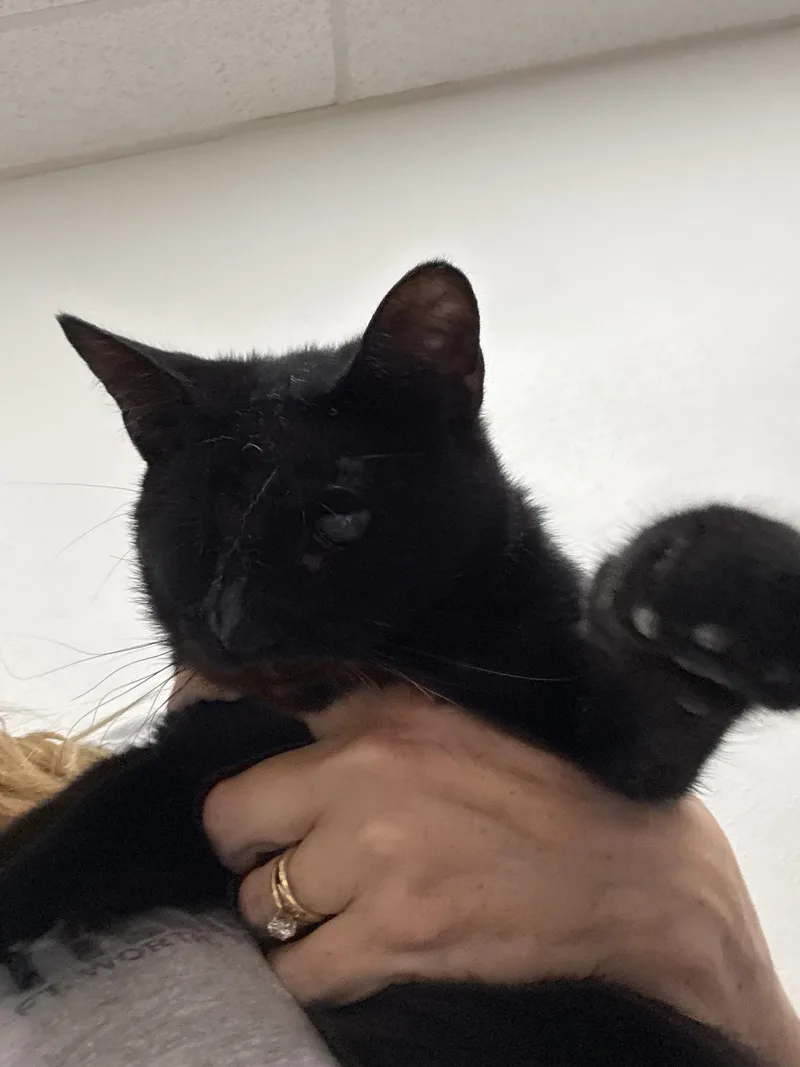 A baby medium-sized male Black Domestic Short Hair cat named Wonka for adoption in Houston, TX