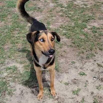 O' Fetch