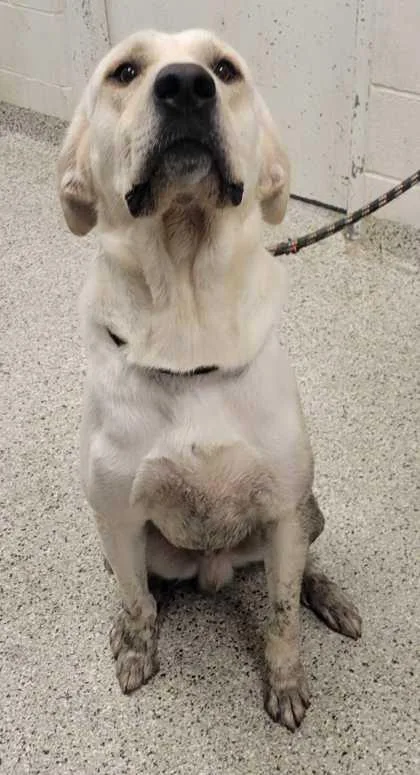An adult extra large-sized male Great Pyrenees dog named Baymax for adoption in Kansas City, MO