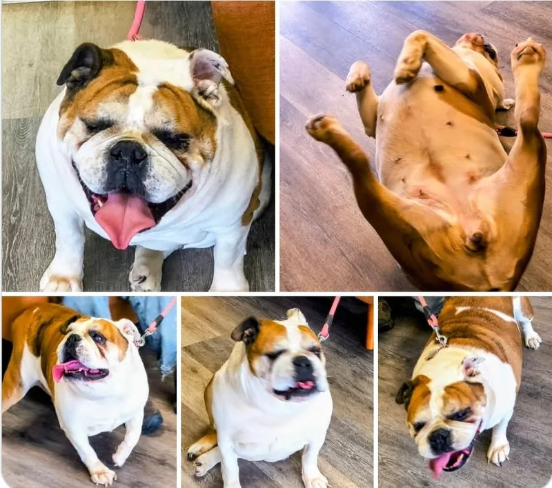 An adult medium-sized female White / Cream English Bulldog dog named English Bulldog female for adoption in Woodsfield, OH