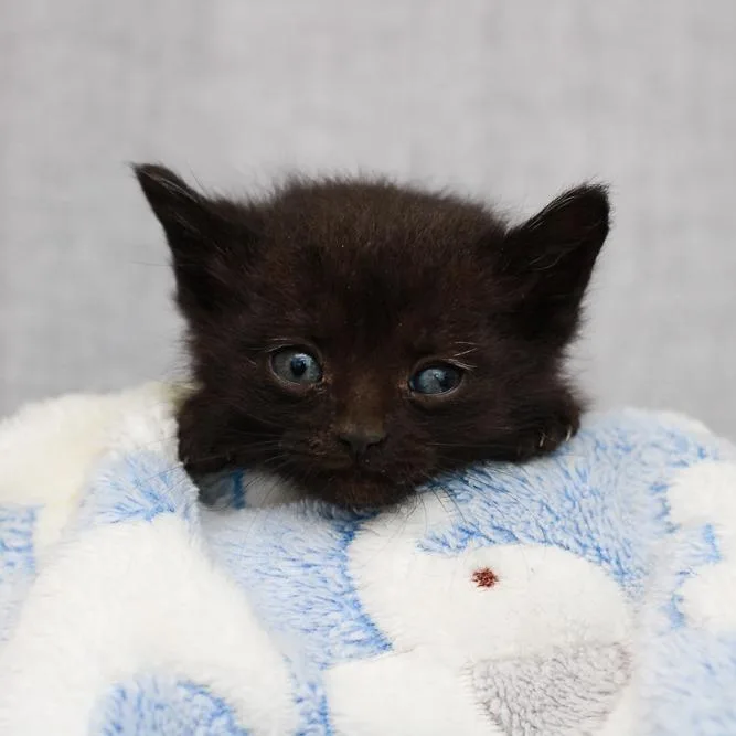 A baby small-sized male Black Domestic Short Hair cat named Garth for adoption in Hattiesburg, MS