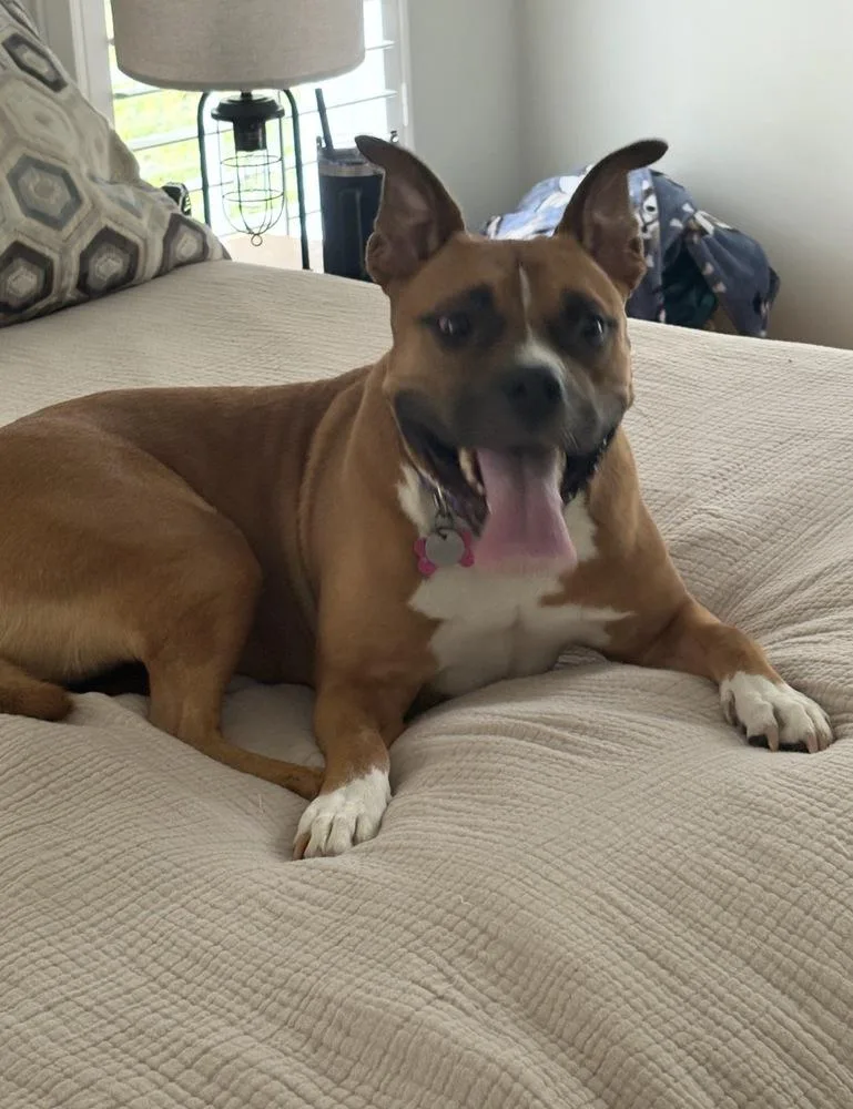 An adult medium-sized female White / Cream Boxer dog named Lady for adoption in Milton, GA
