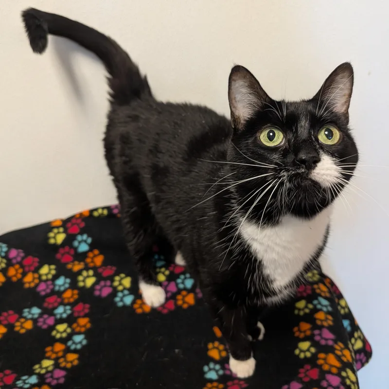 A senior medium-sized female Black & White / Tuxedo Domestic Short Hair cat named Astonia for adoption in Rochester, MN